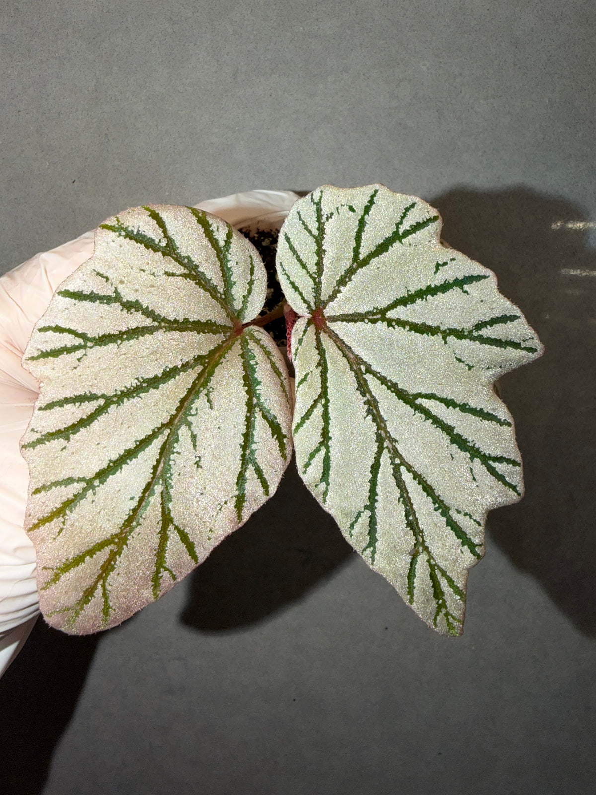 🌿Begonia Lamoon