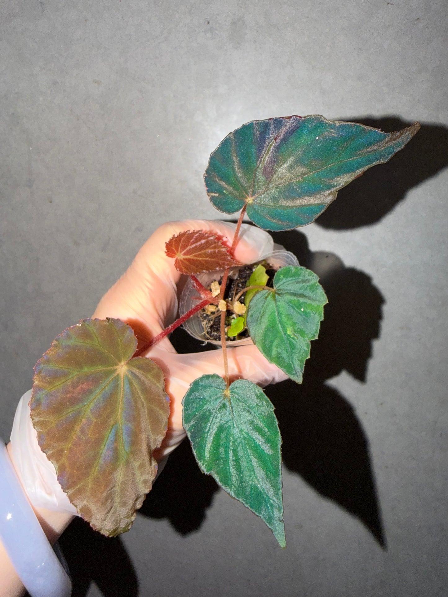 🦚 Begonia Pavonina