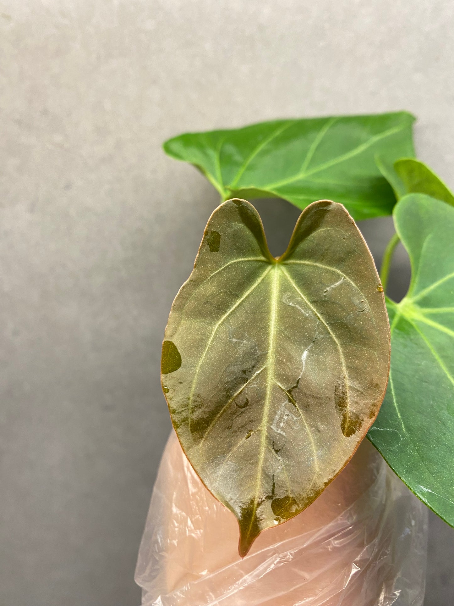 🌿 Anthurium KOS × Papi