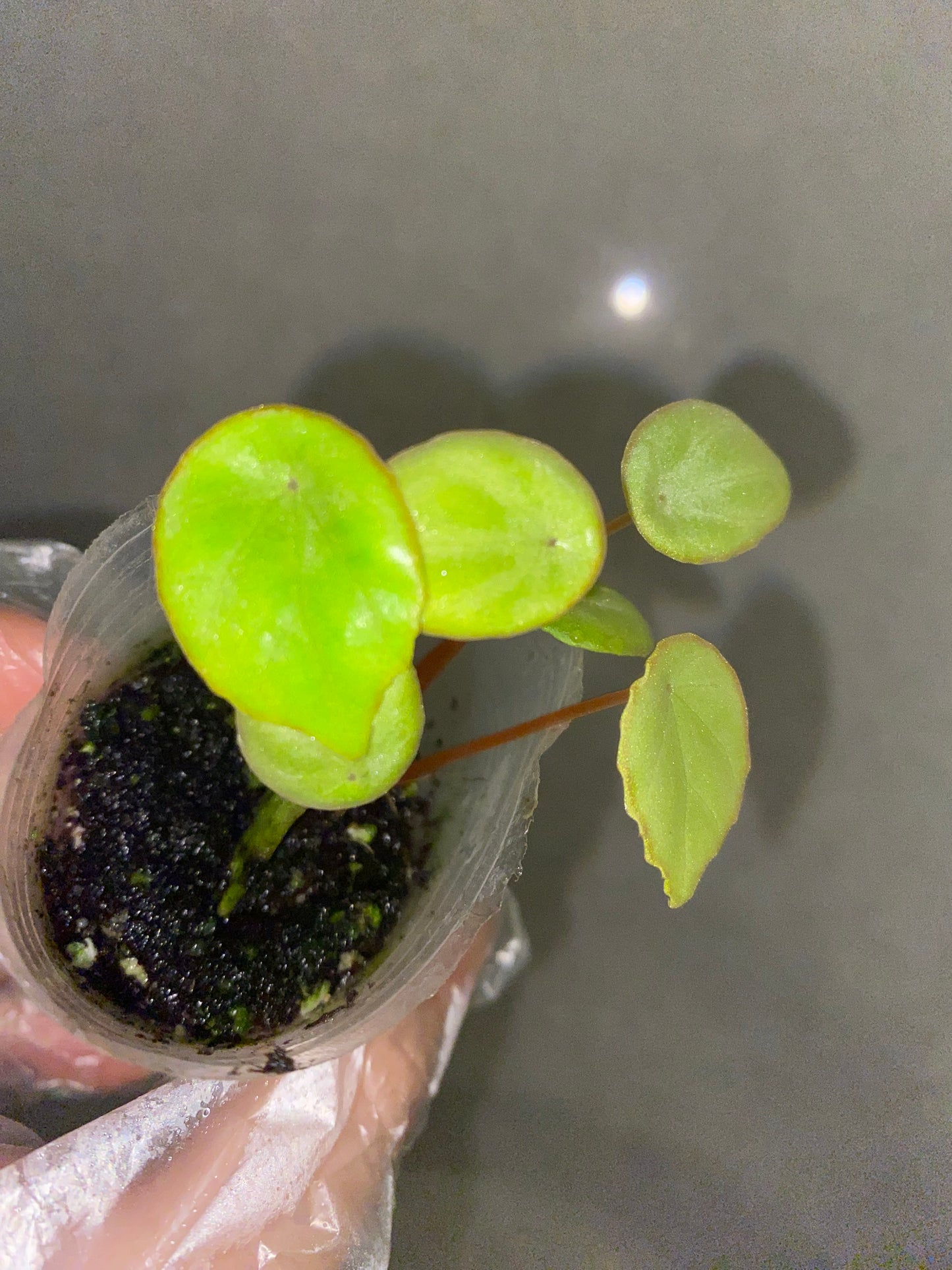 ๐ฟ Begonia scapigera