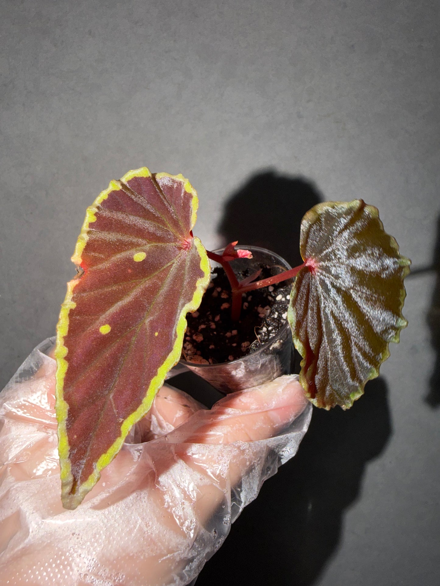 🥷Begonia Darthvaderiana(Green Spot)