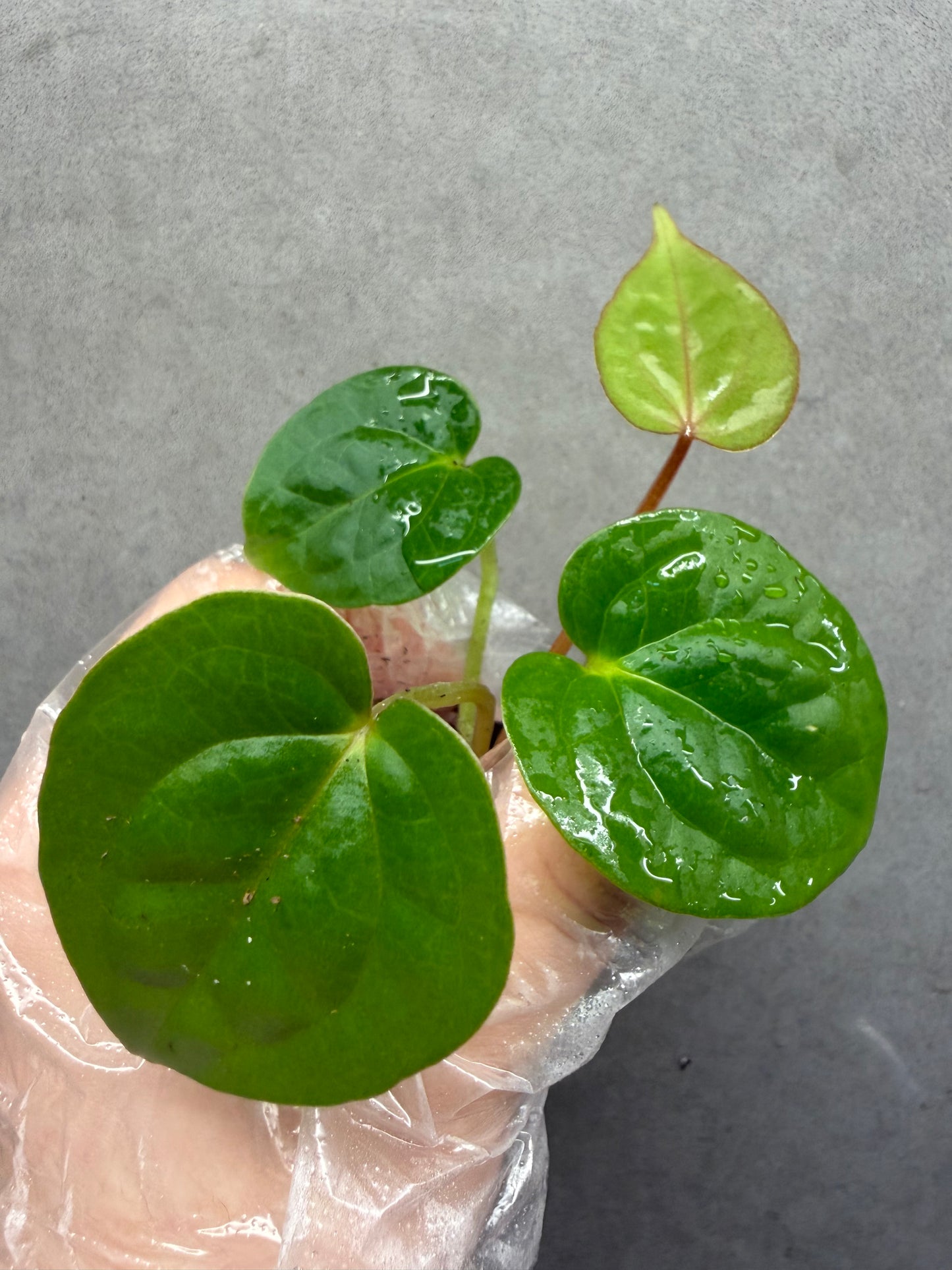 🌿 Anthurium Red Crystallinum *Luxurians