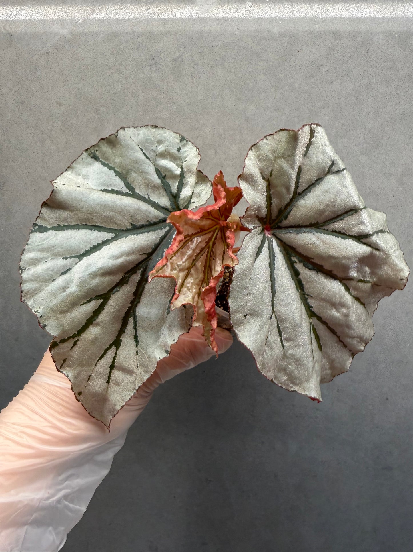 🌿Begonia looking glass