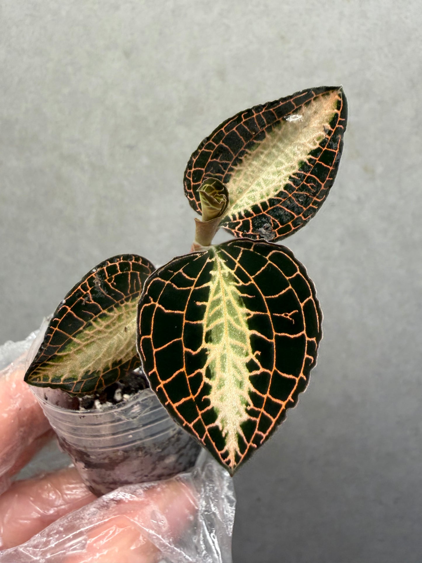 🌿Anoectochiluls roxburghii variegated