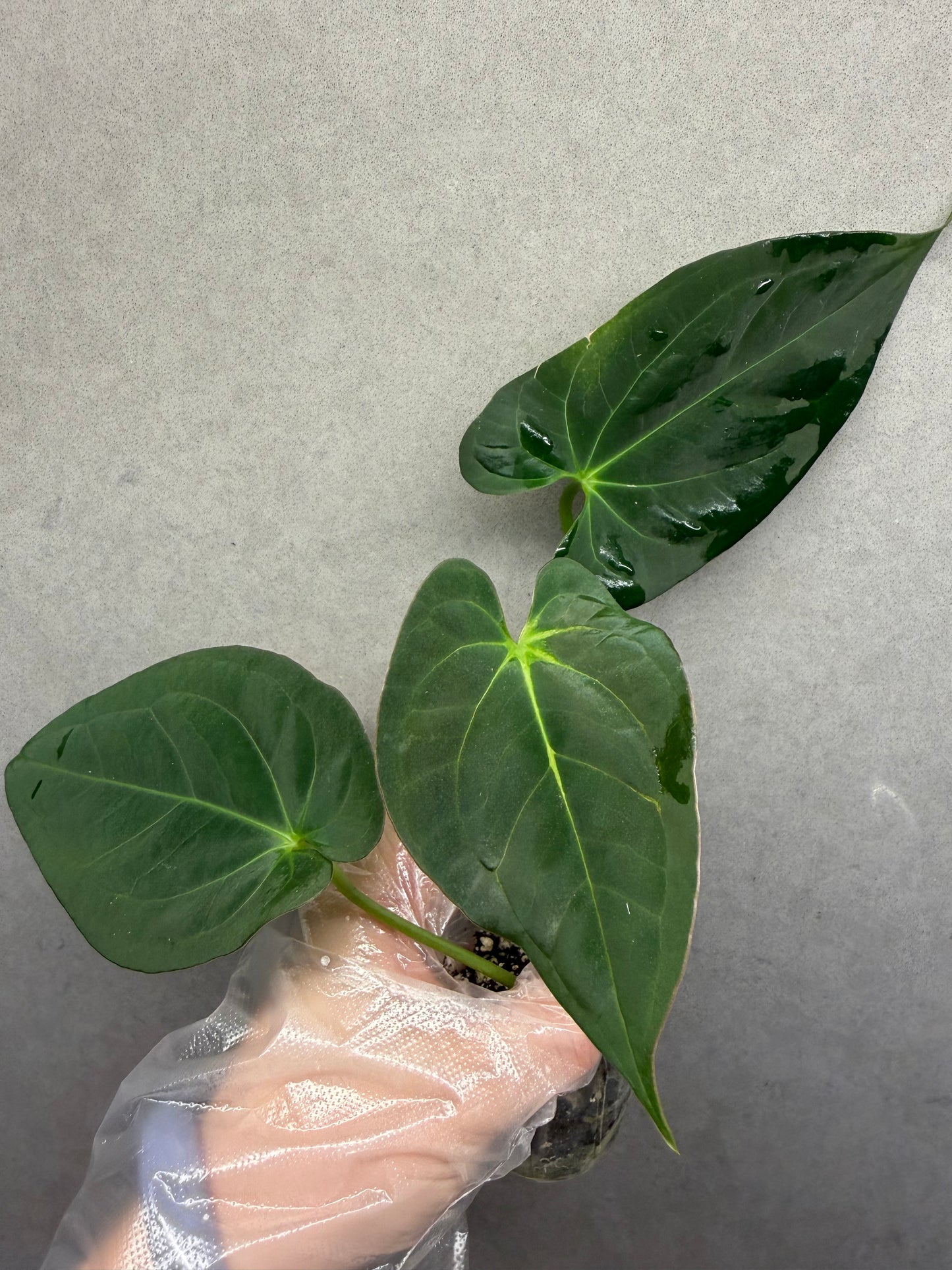 🌿Anthurium Magnificum*Aos