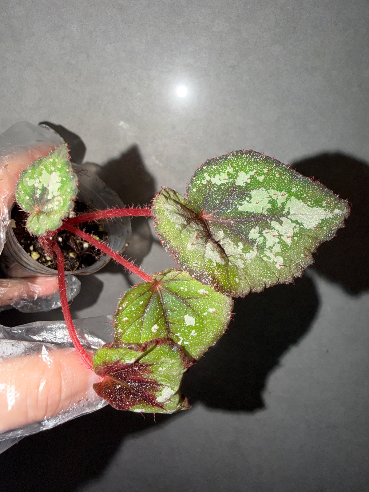 🌟 Begonia ‘DS-Antares’