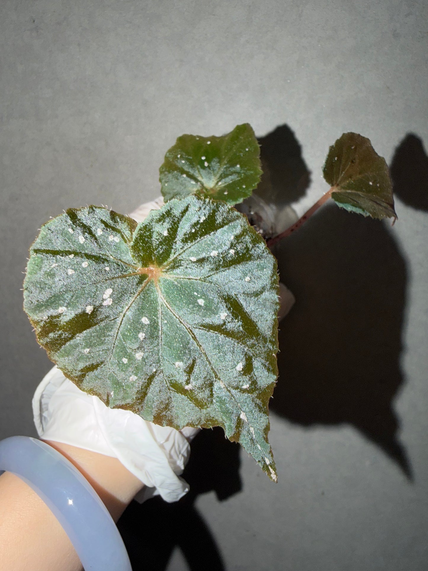 🌿 Begonia ’Ikazuchi‘