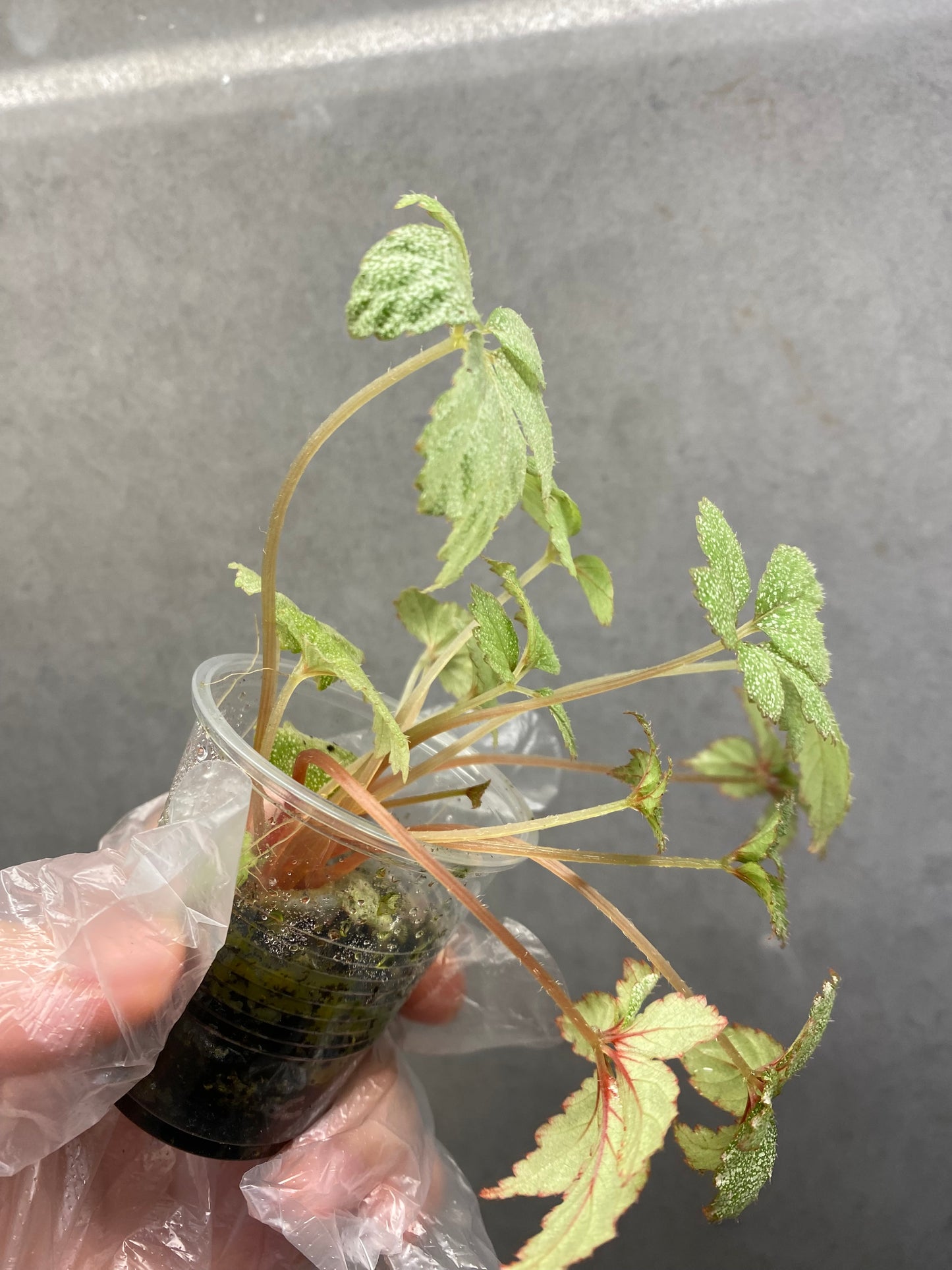 Begonia ‘Star Frost’