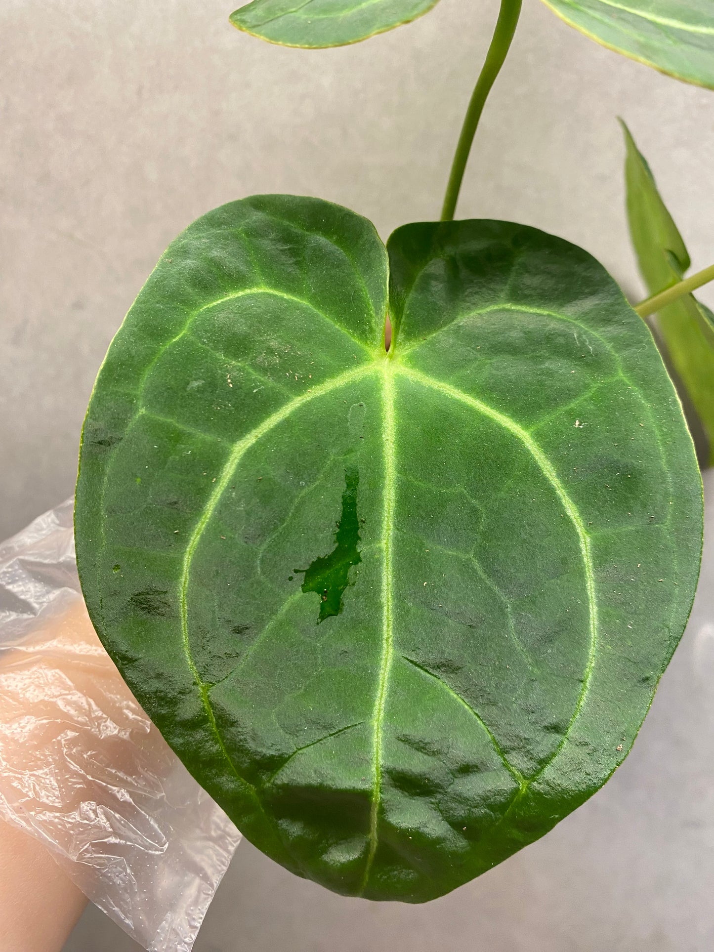 🌿 Anthurium Crystallinum Dark Form × Papi