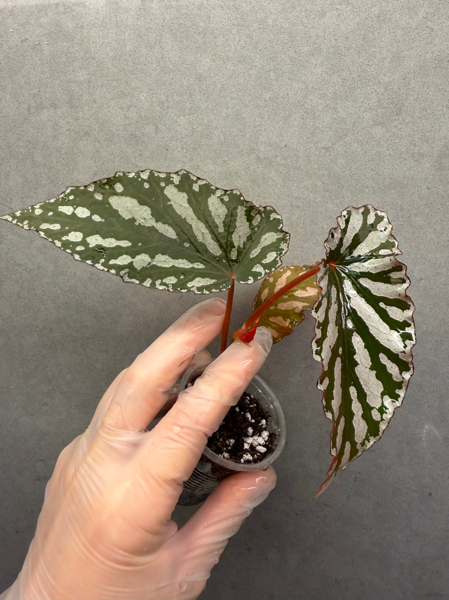 🌿 Begonia 'Down Home'
