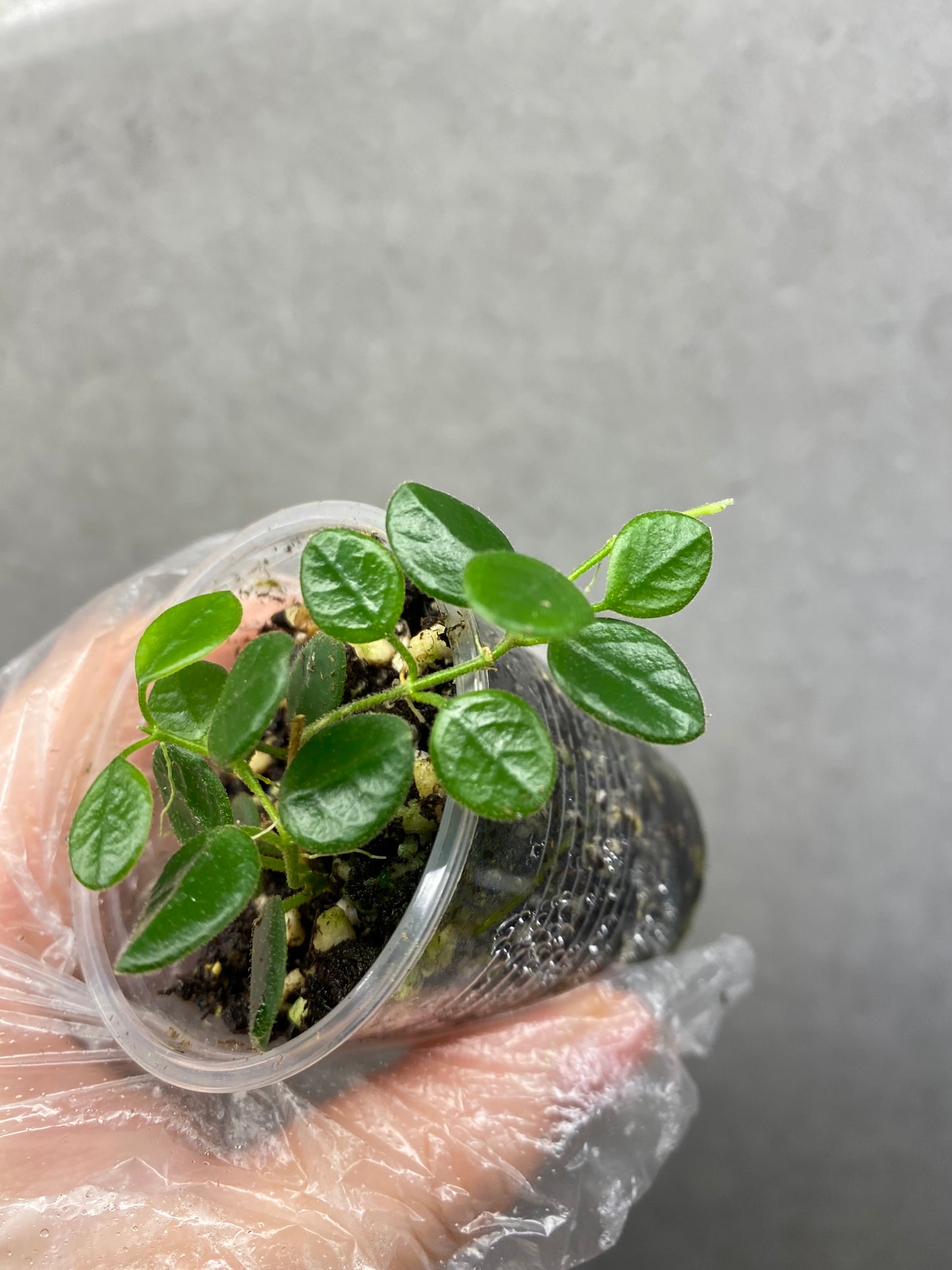 🌿 Hoya tengchongensis