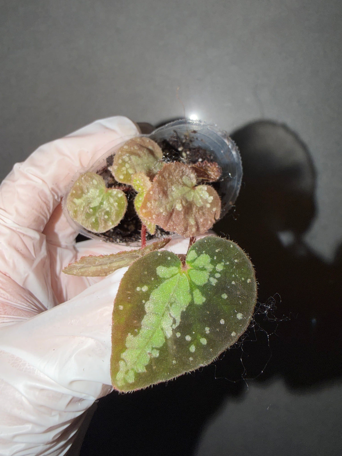 🌿Begonia semiparietalis