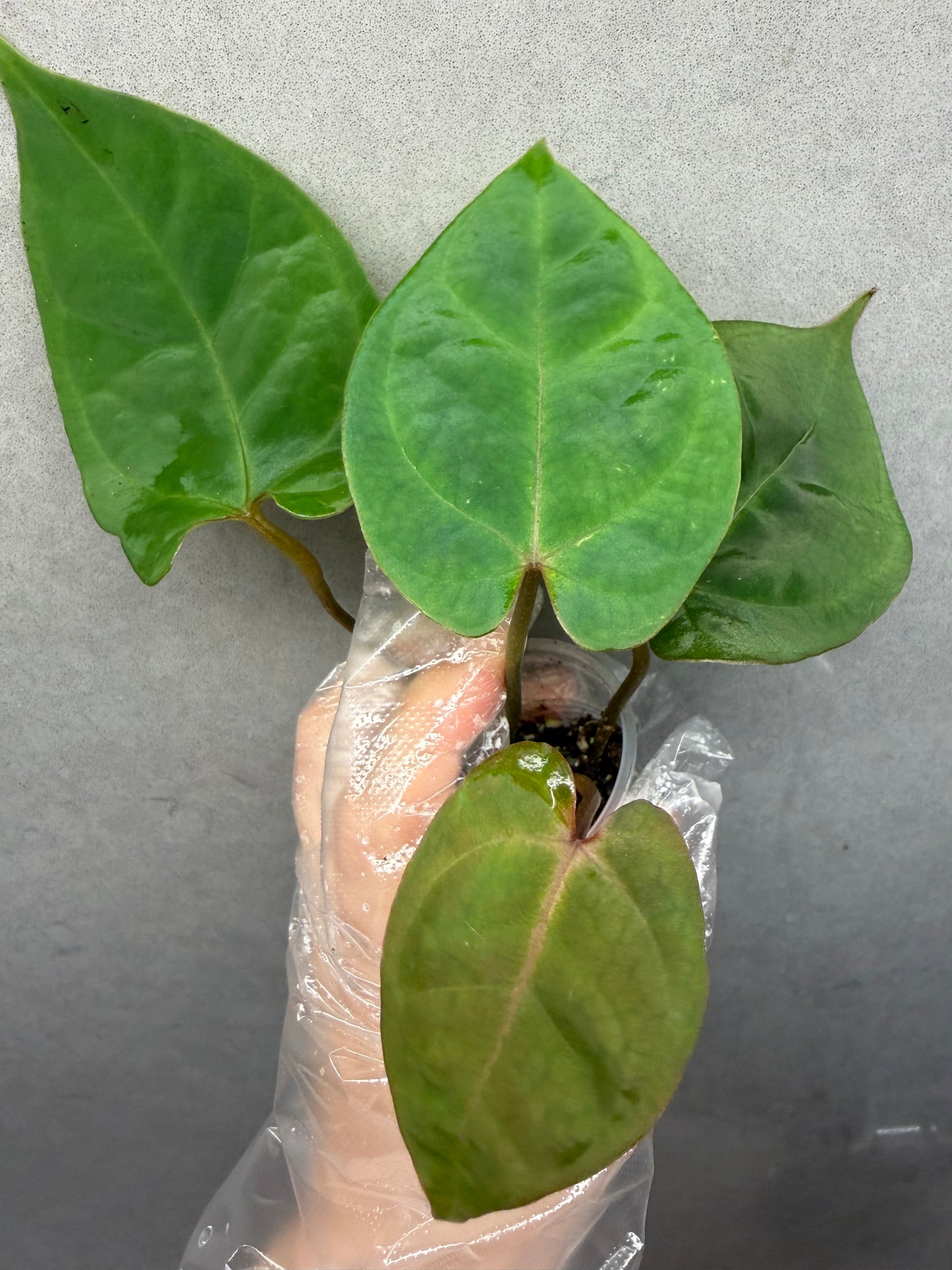 🌿 Anthurium Bvep × red Crystallinum * Kos