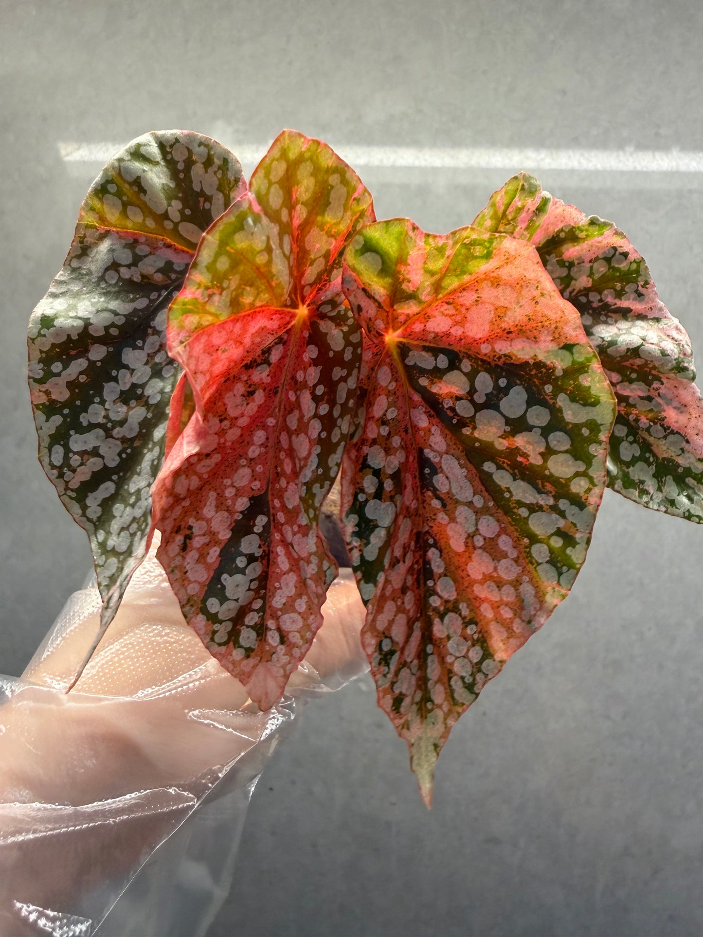 🌿 Begonia 'Snow Cap Pink'