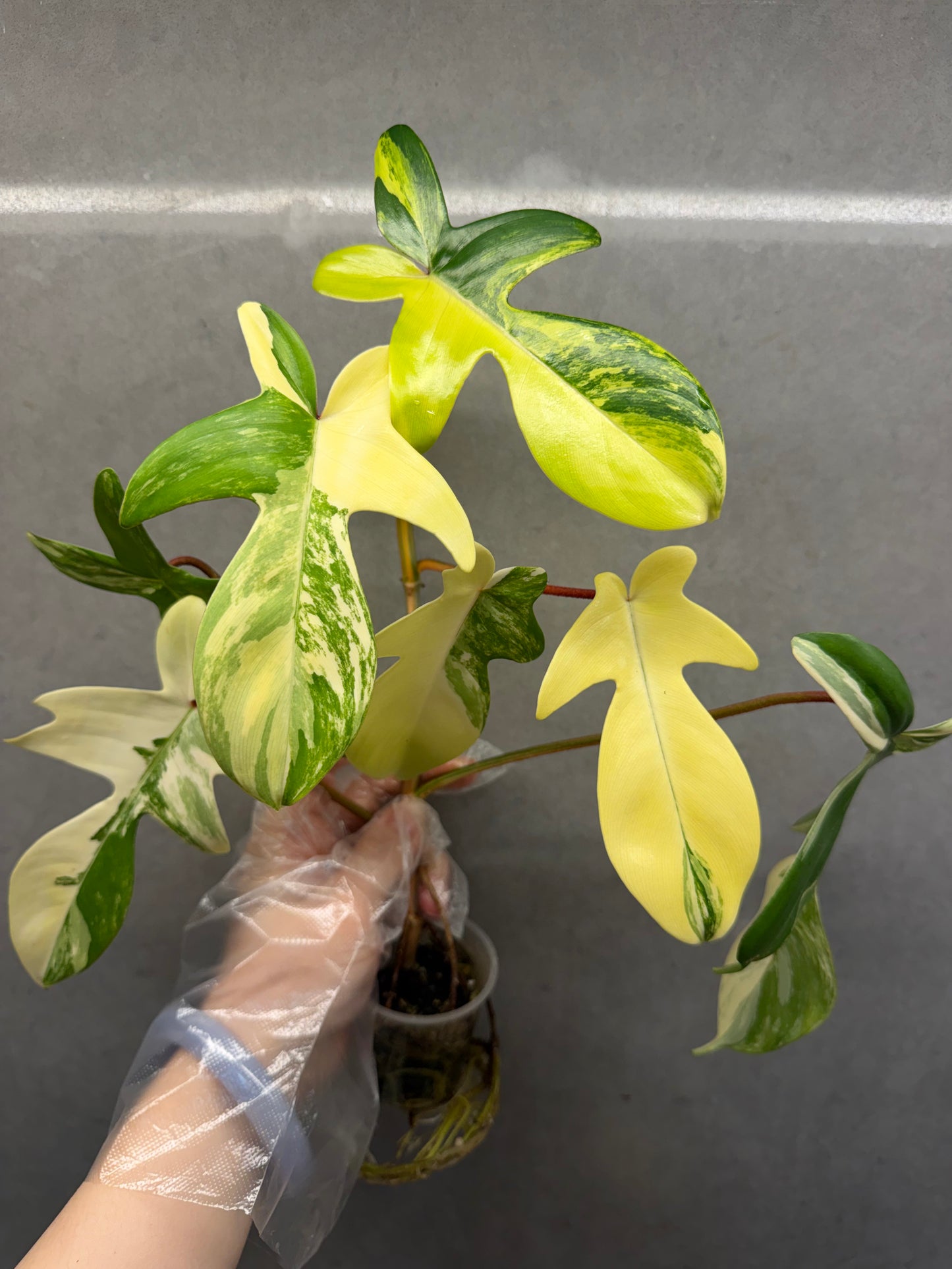 🌿Philodendron Florida Beauty