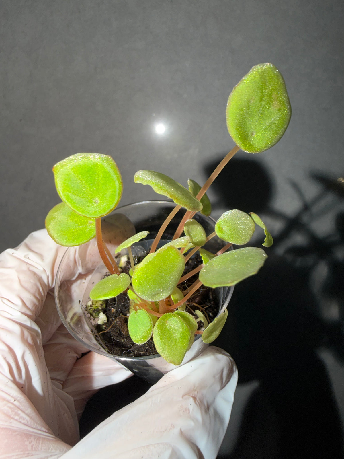 🌿 Begonia scapigera