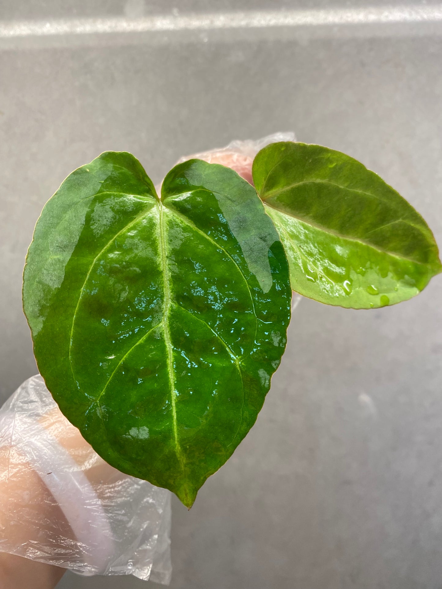 🌿 Anthurium KOS × Red Crystallinum × Bvep