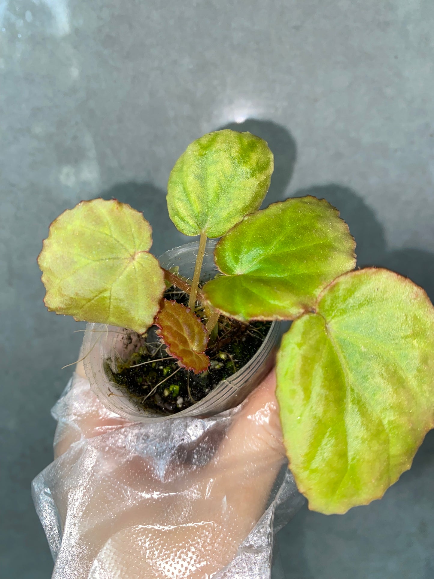 🌿 Begonia rockii