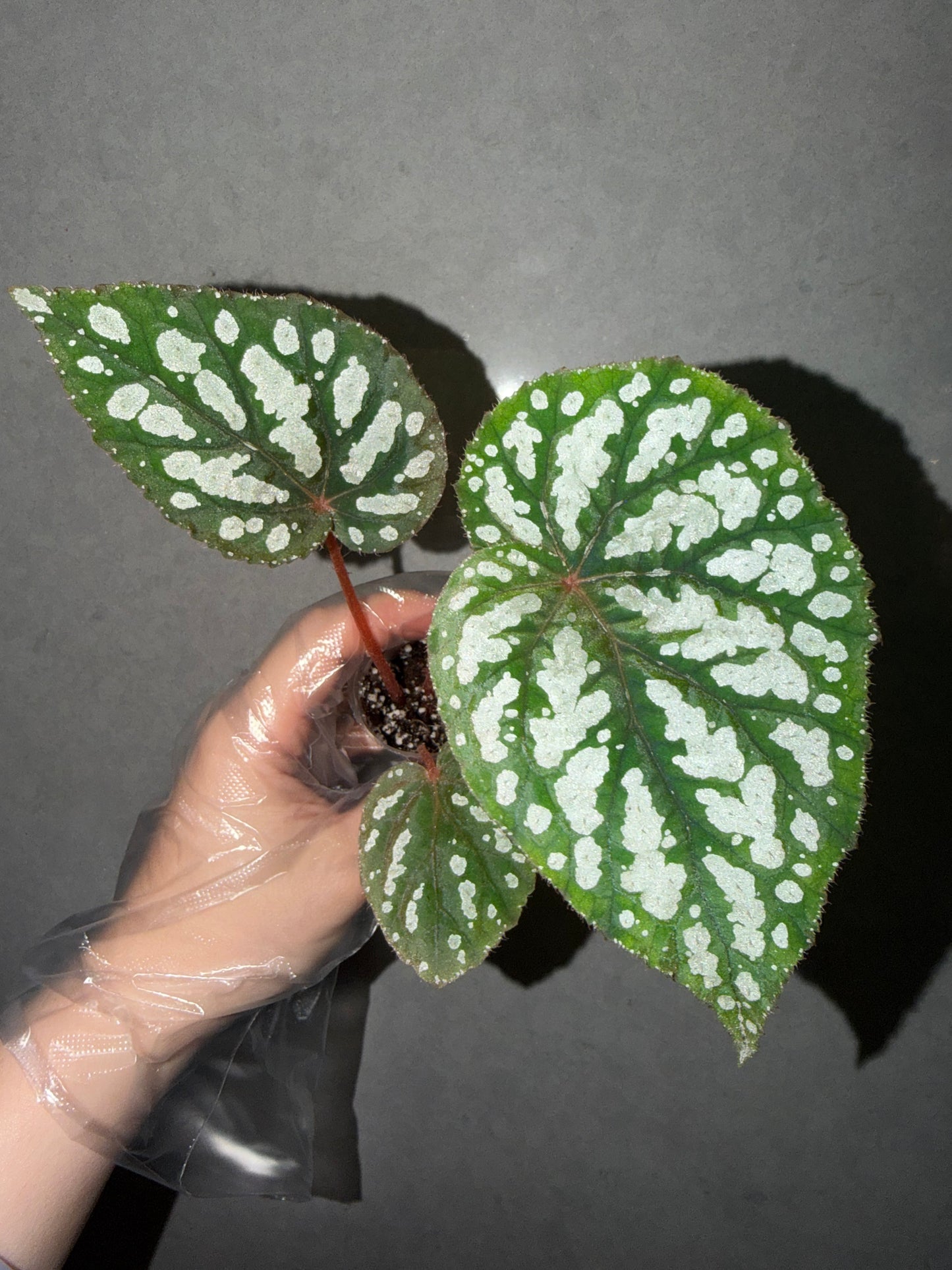 👸Begonia ‘Elizabeth Lahn’
