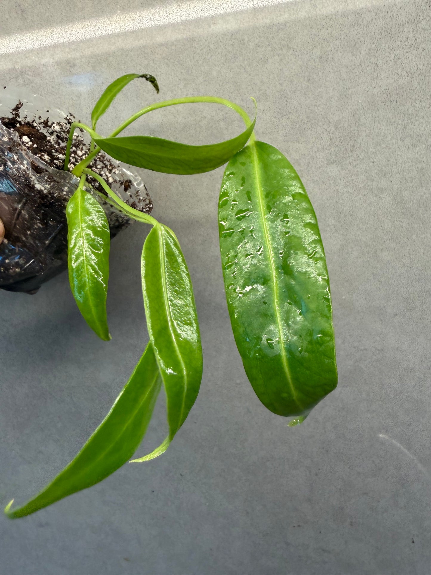 🌿 Anthurium warocqueanum