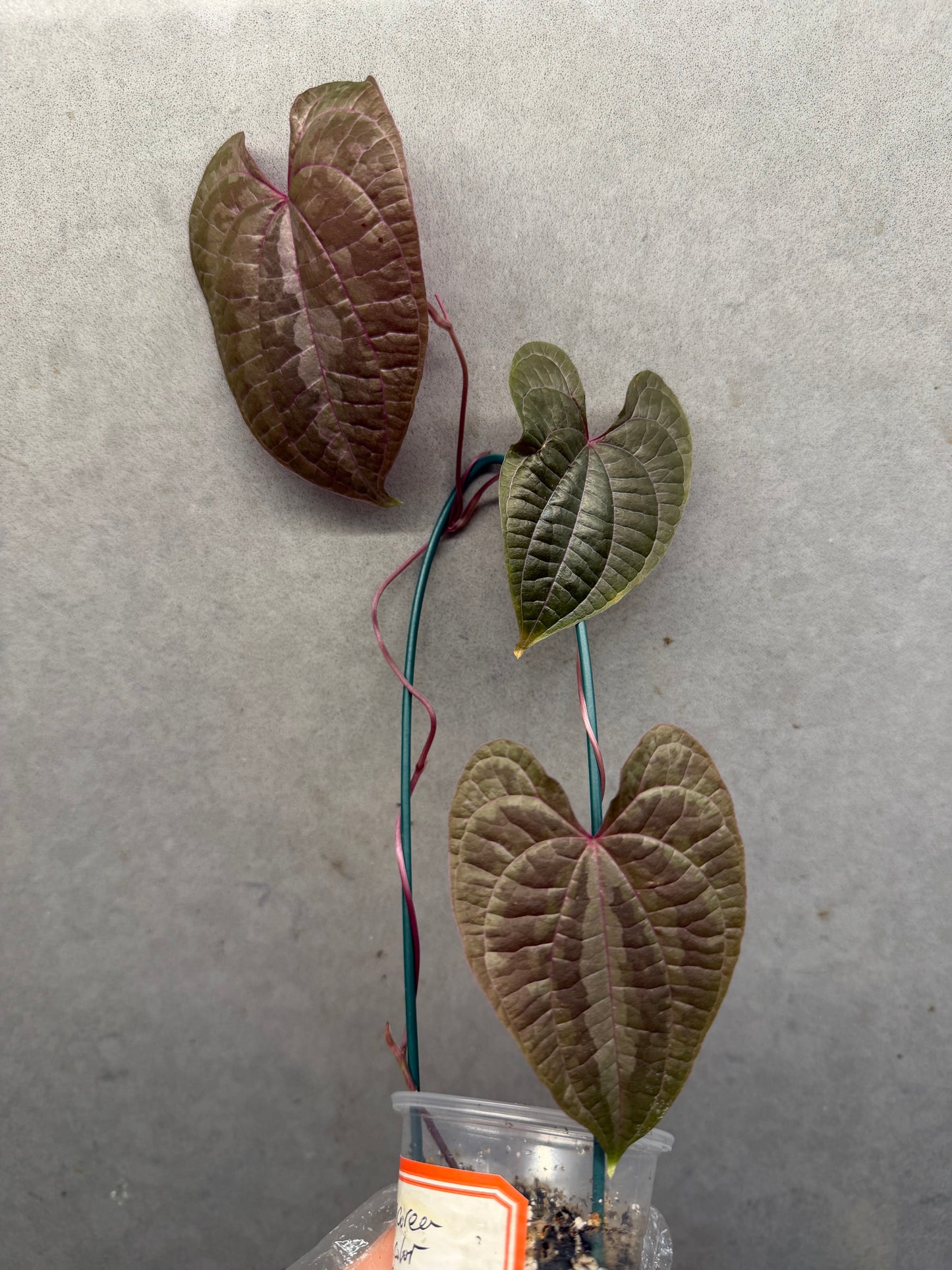 ๐ฟ Dioscorea discolor