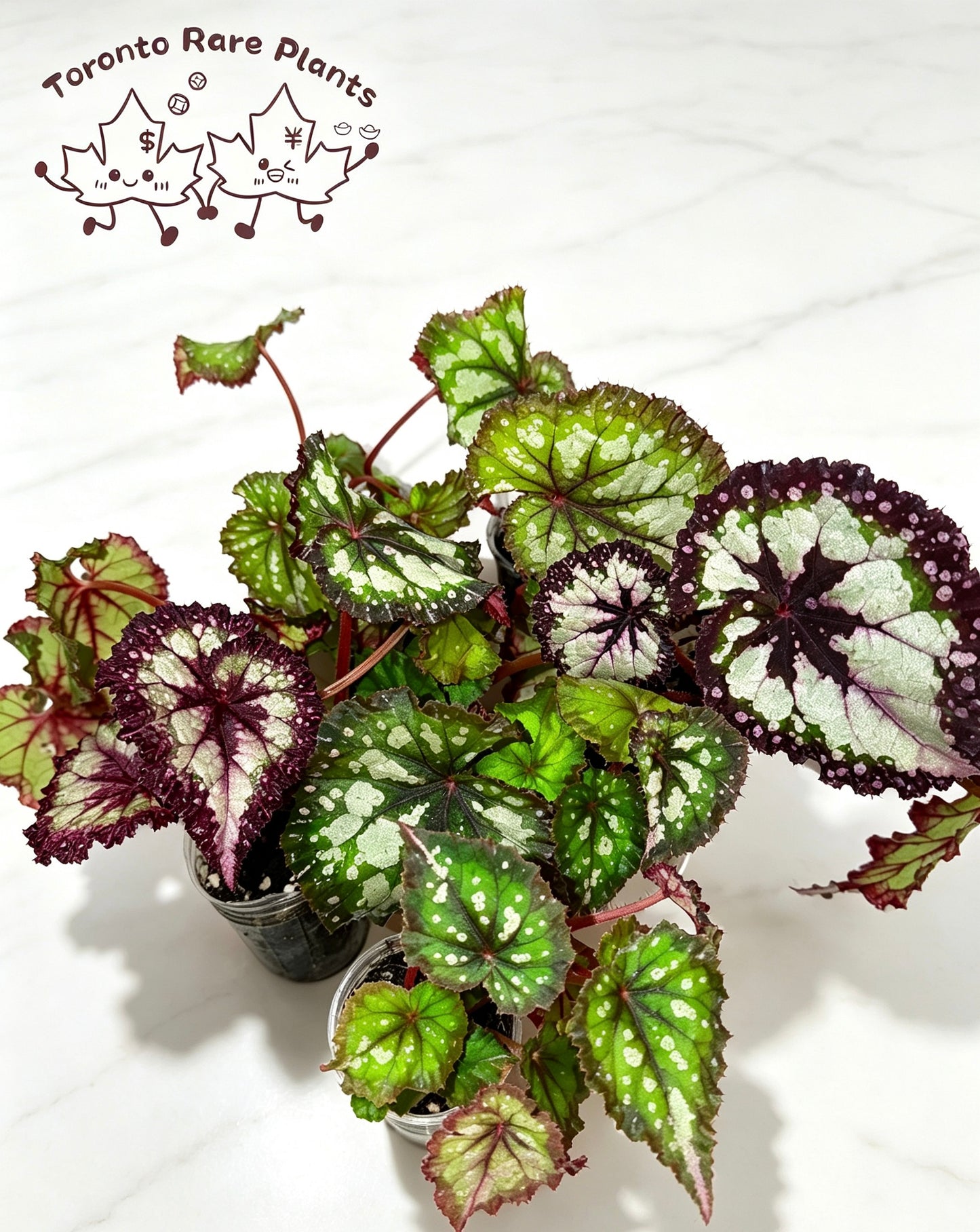 🌿Begonia ‘Carnival’