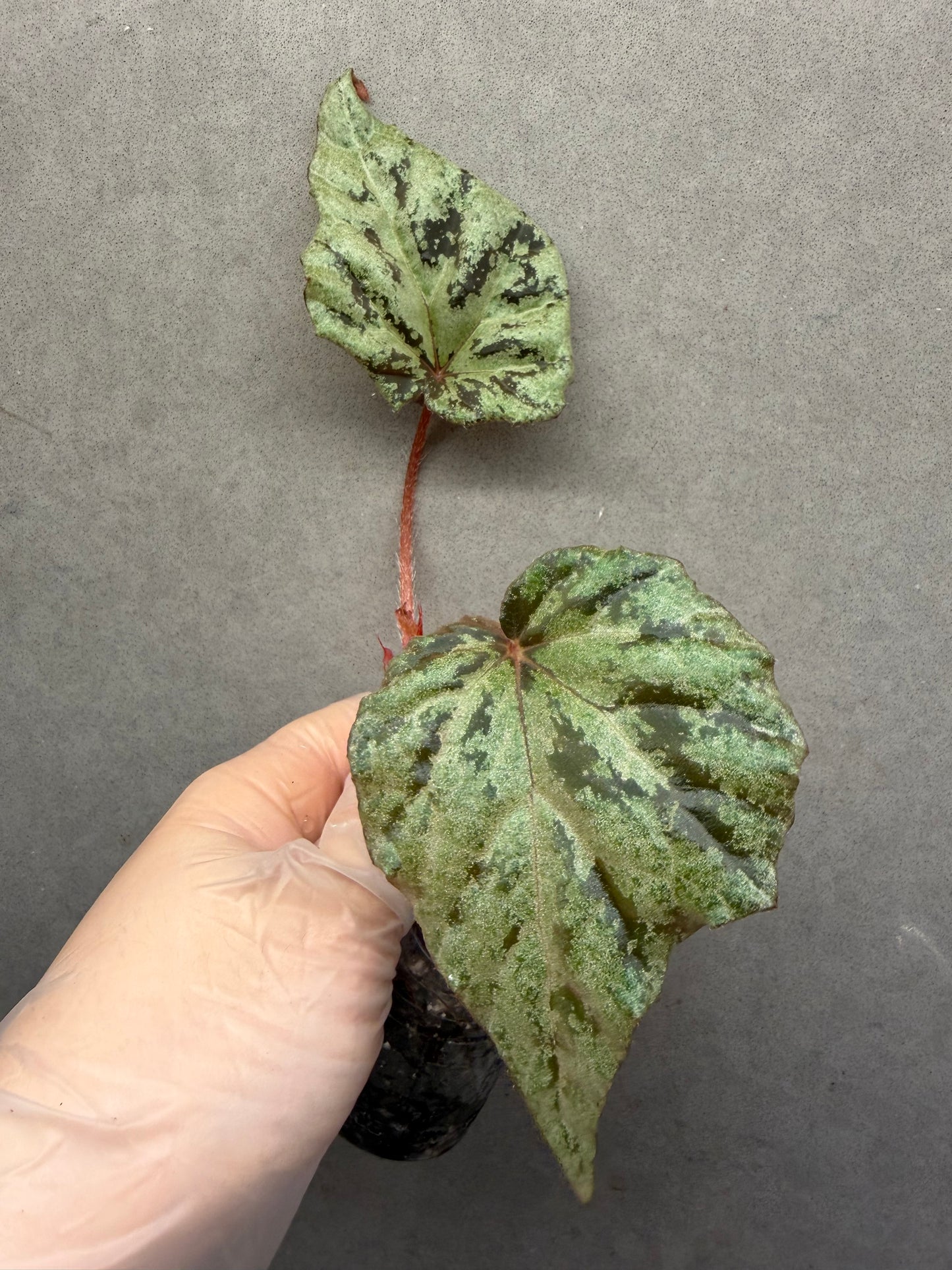 š«Begonia āChocolate Milkā