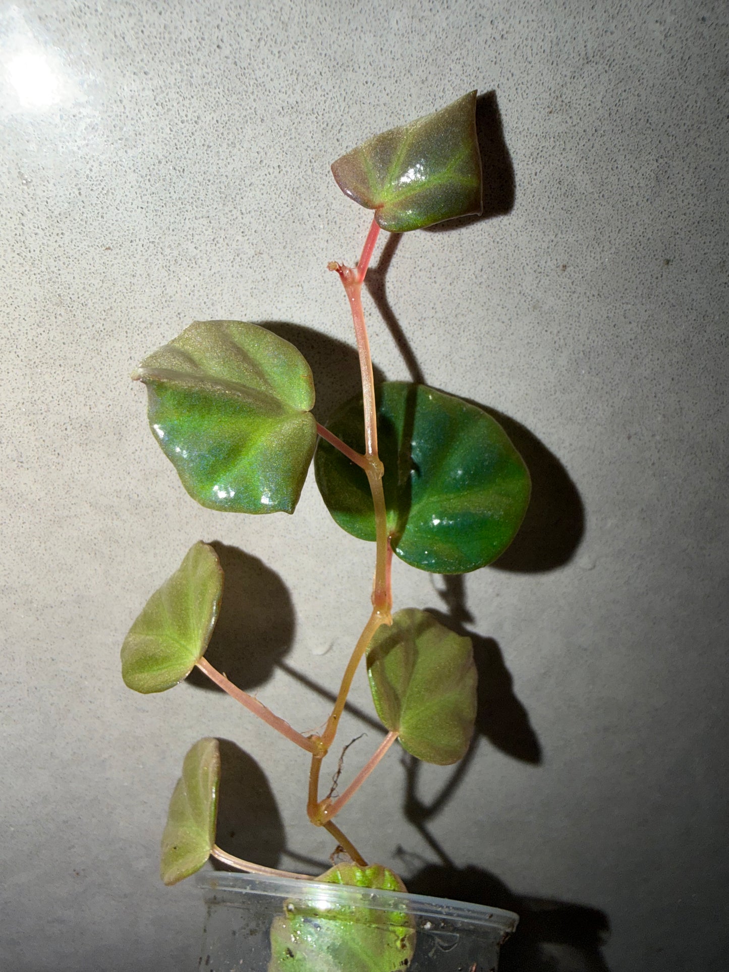 🌿 Begonia sp. Sarawak