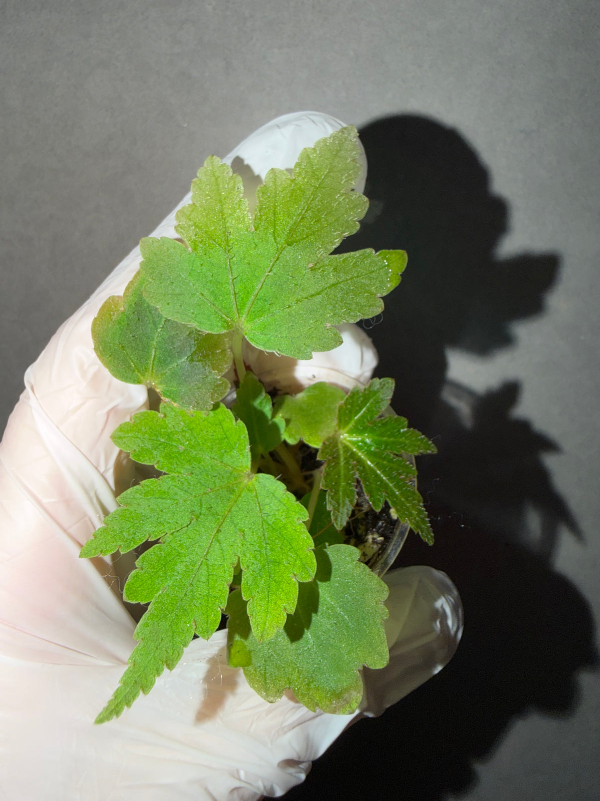 🌿Begonia scorpiuroloba
