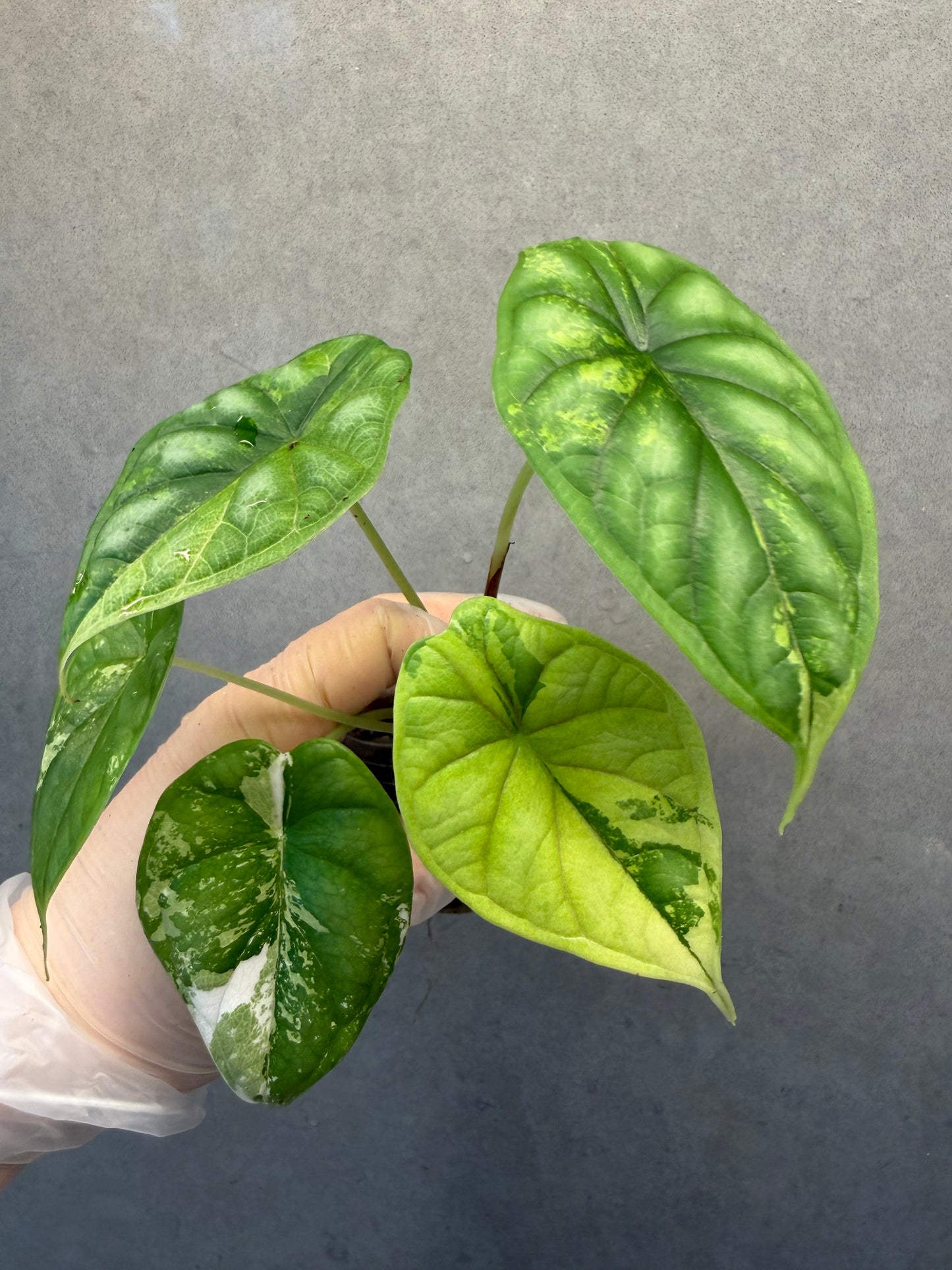 🌿Alocasia Dragon Scale Albo