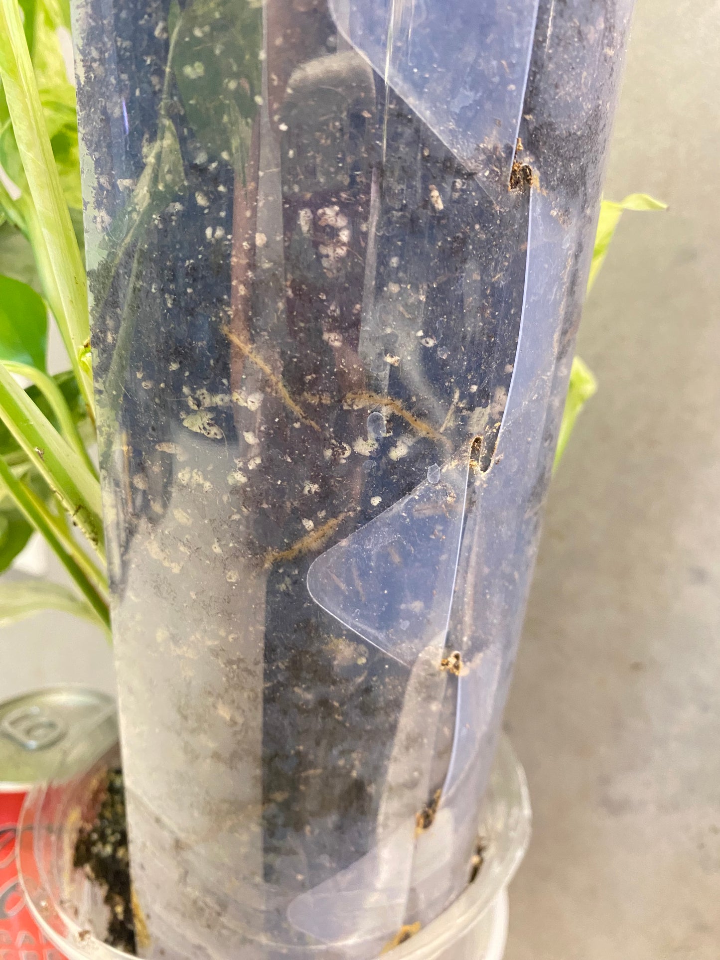 πΏ Epipremnum pinnatum 'Marble' β GTA only