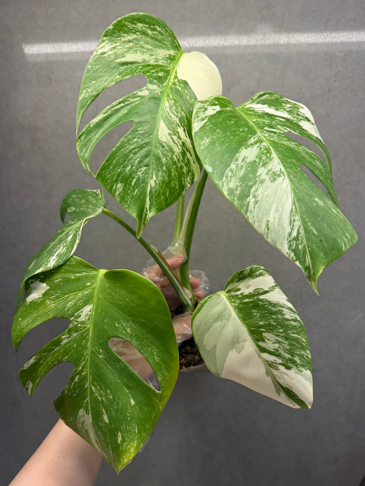 🌿Monstera Albo(5 Leaves)