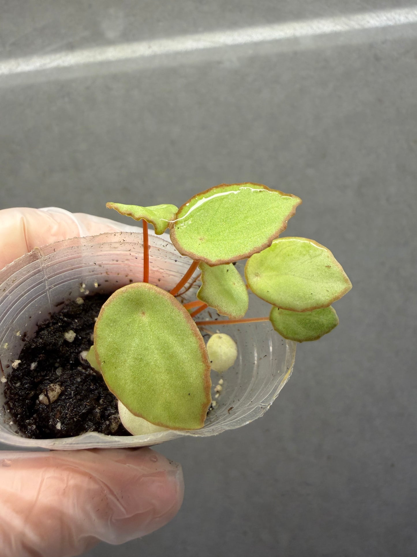 🌿 Begonia scapigera