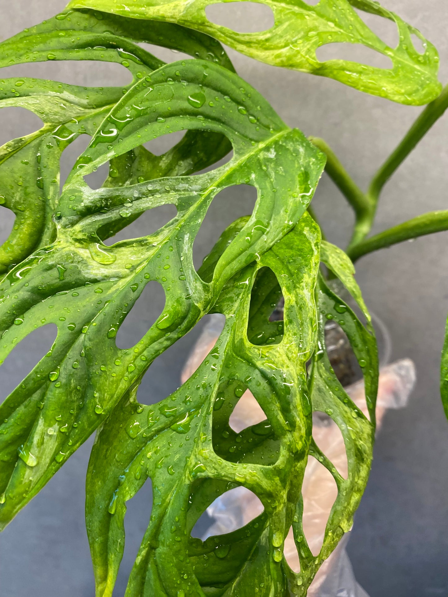 πΏ Monstera adansonii Mint Variegated