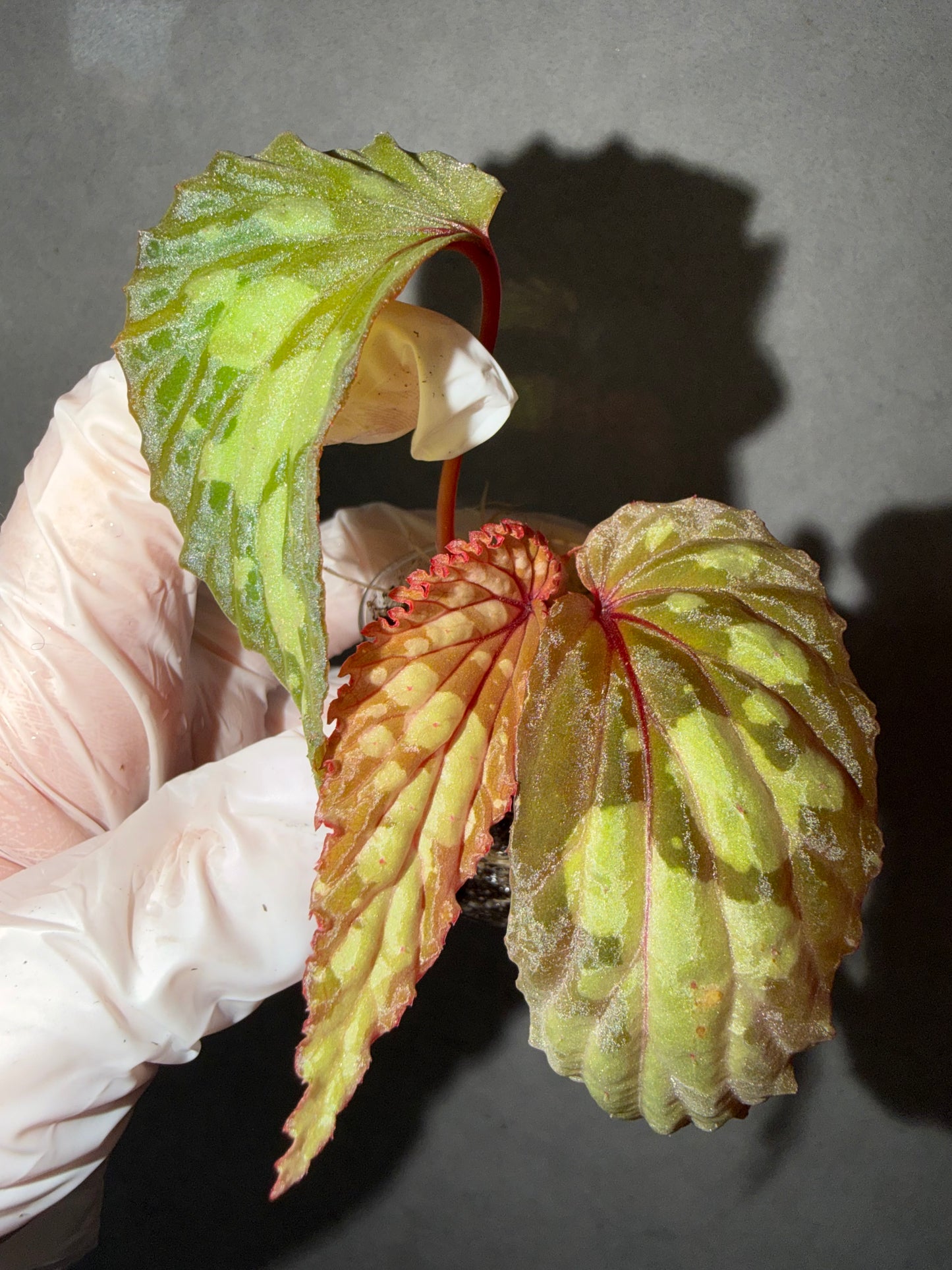 🌿Begonia sp. Kapuas Hulu( U679)