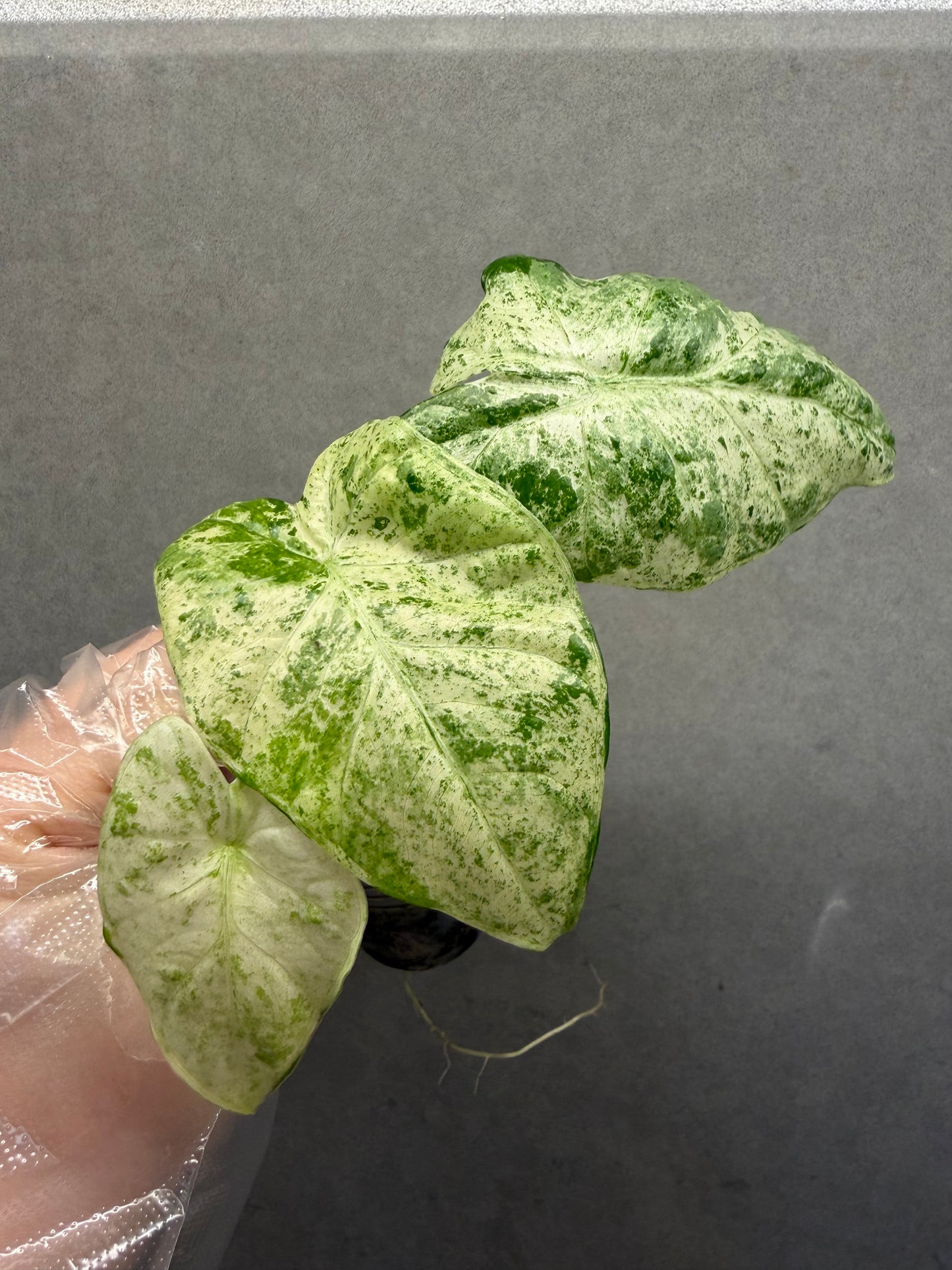 🌿Alocasia odora ‘Batik’ Variegated