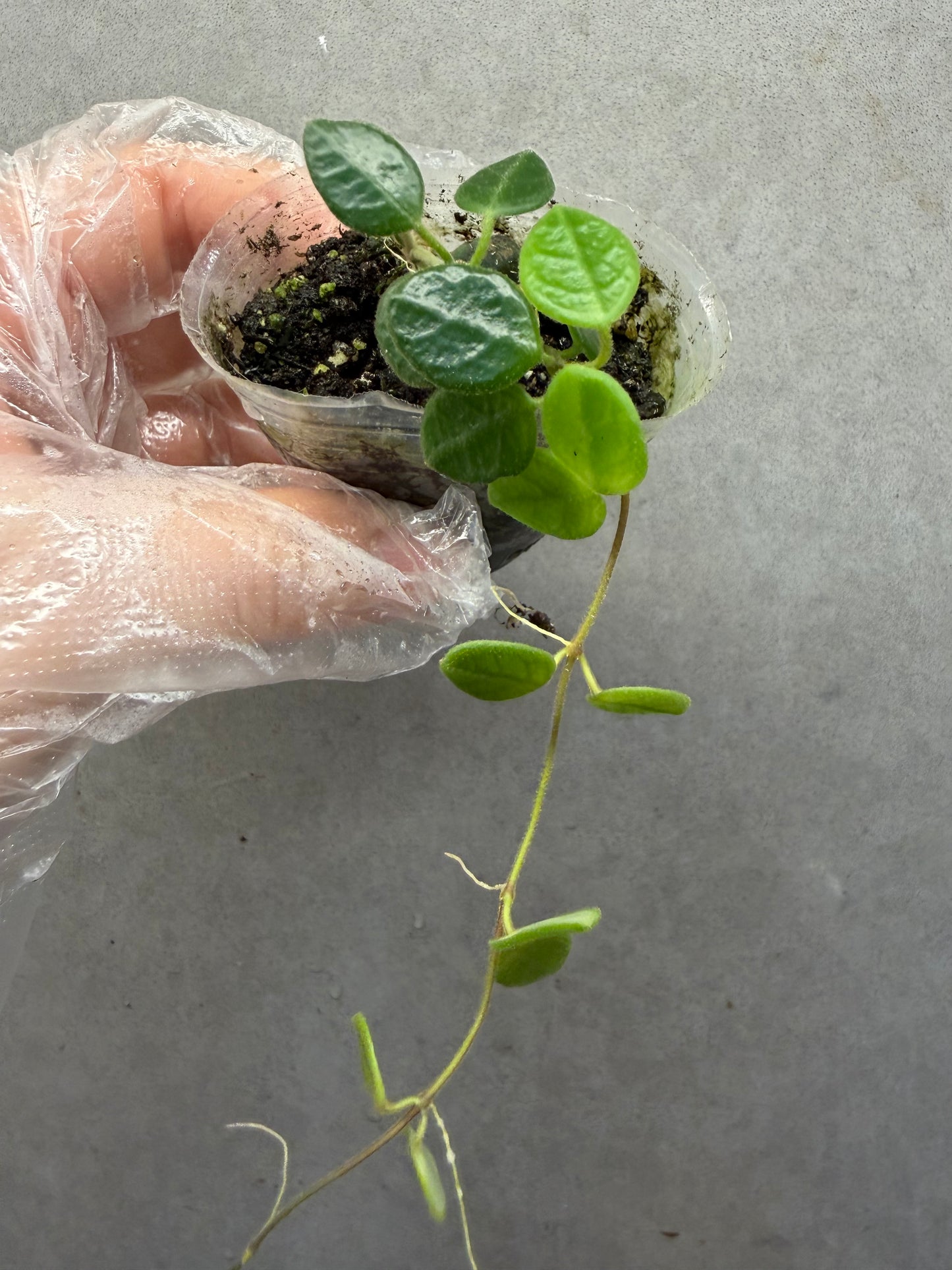 🌿 Hoya Tengchongensis