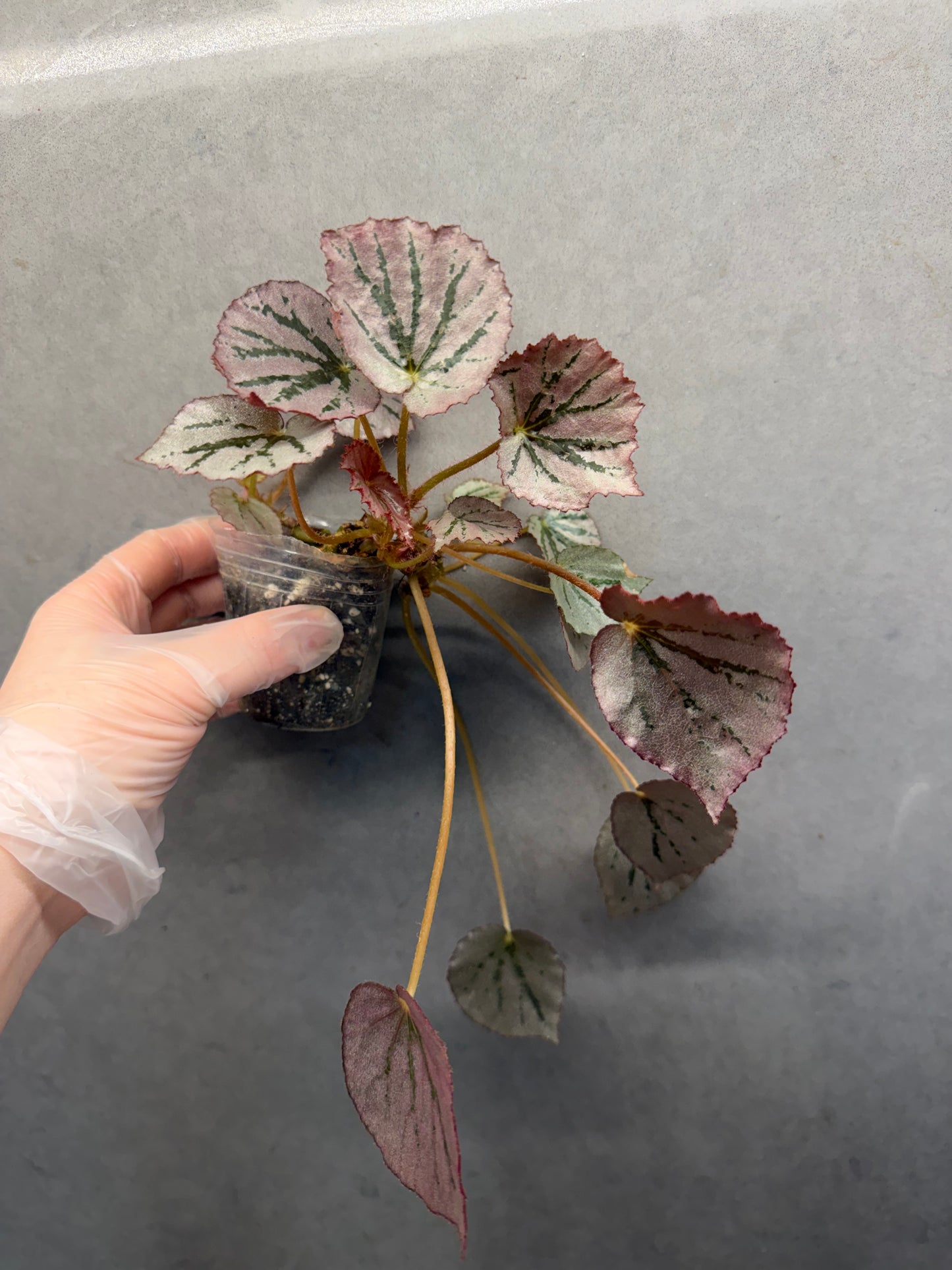 🌿 Begonia 'Martin Mystery'