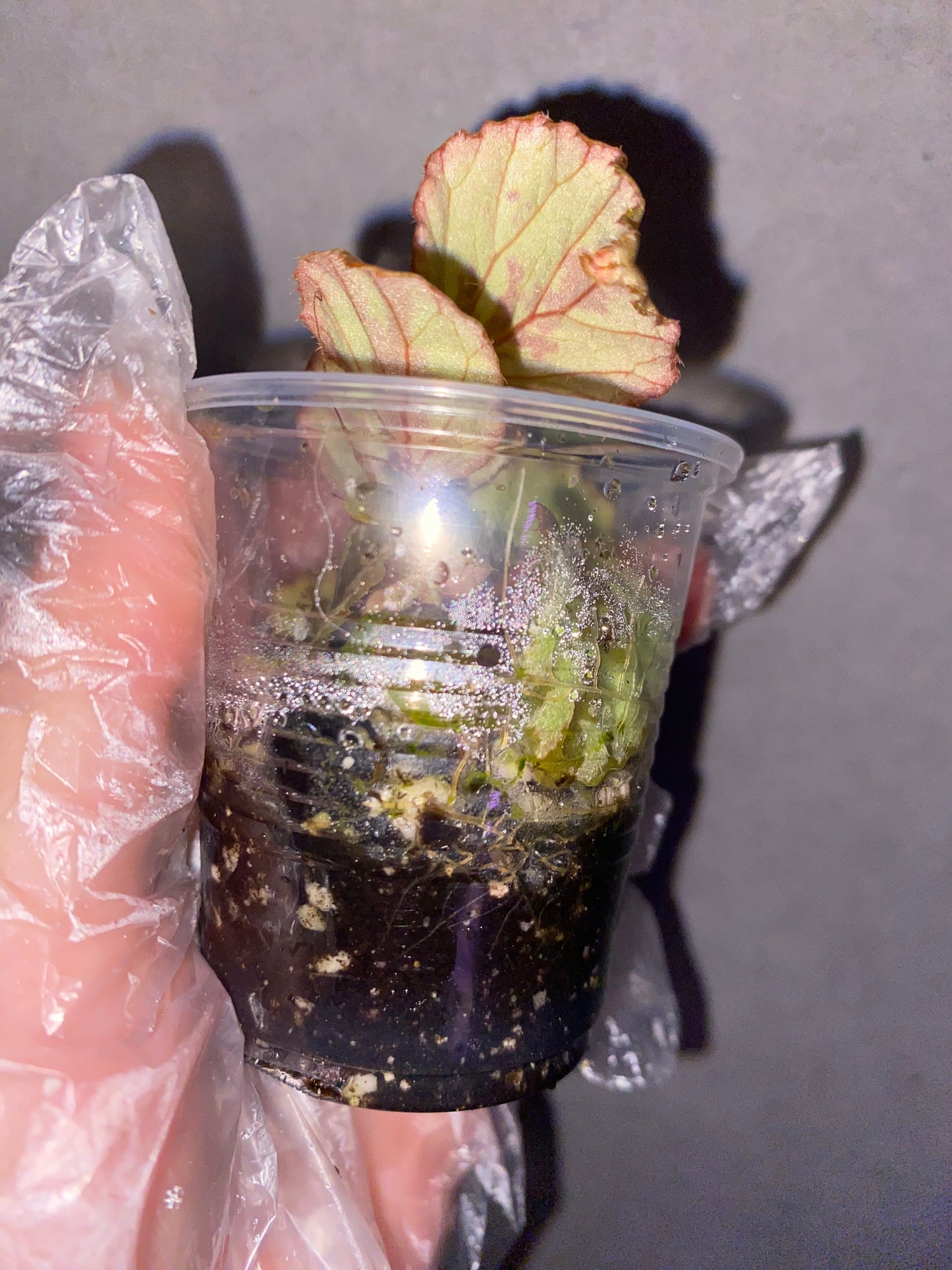 🌿 Begonia aketajawensis (Green)