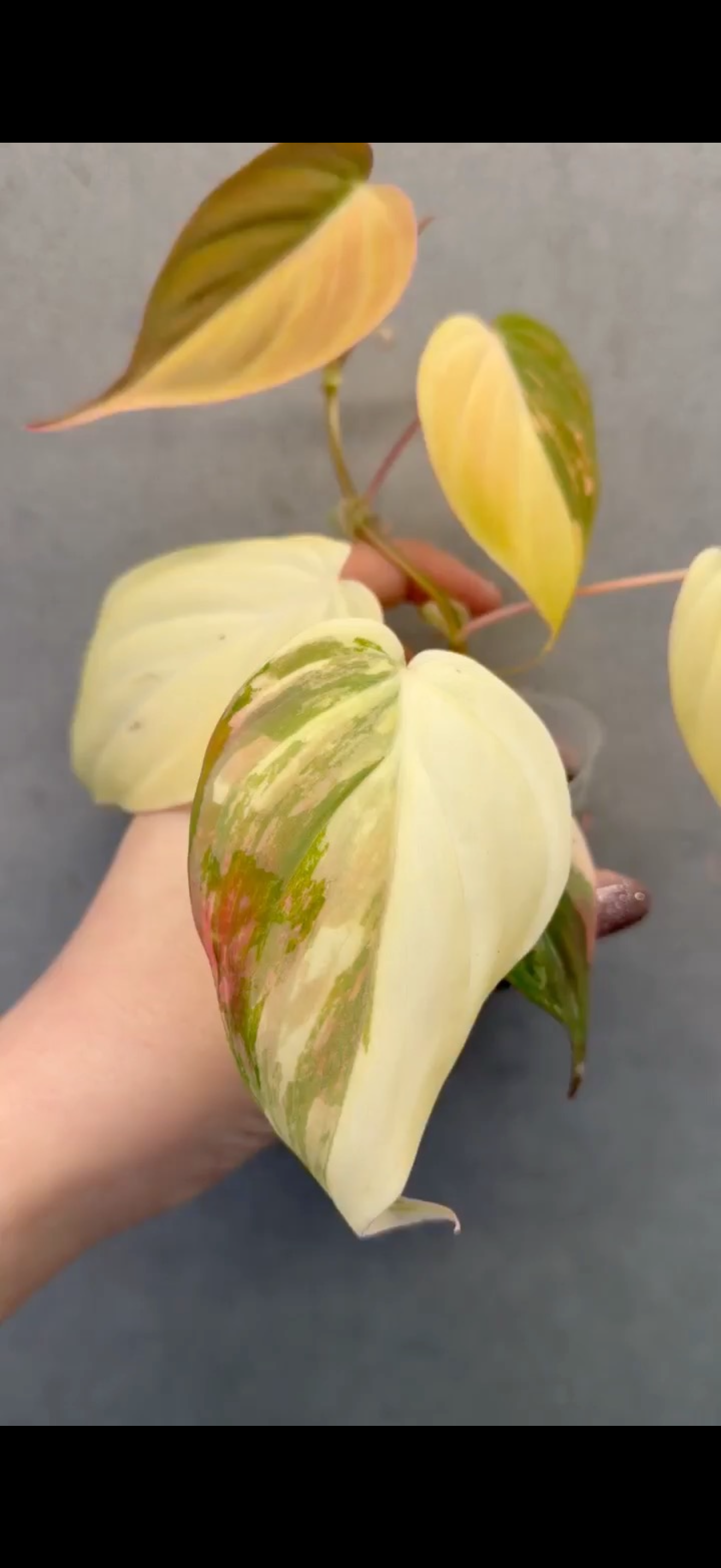 🌿Philodendron Micans Variegated