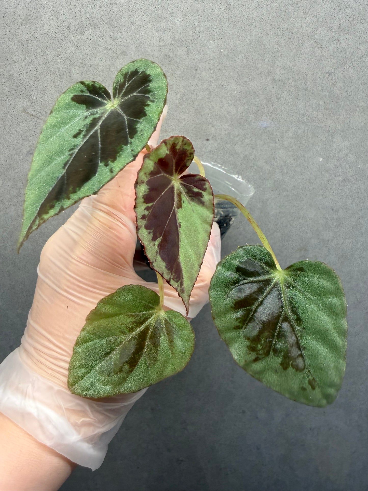 🌙 Begonia Burkillii Green Form ‘Half Moon’