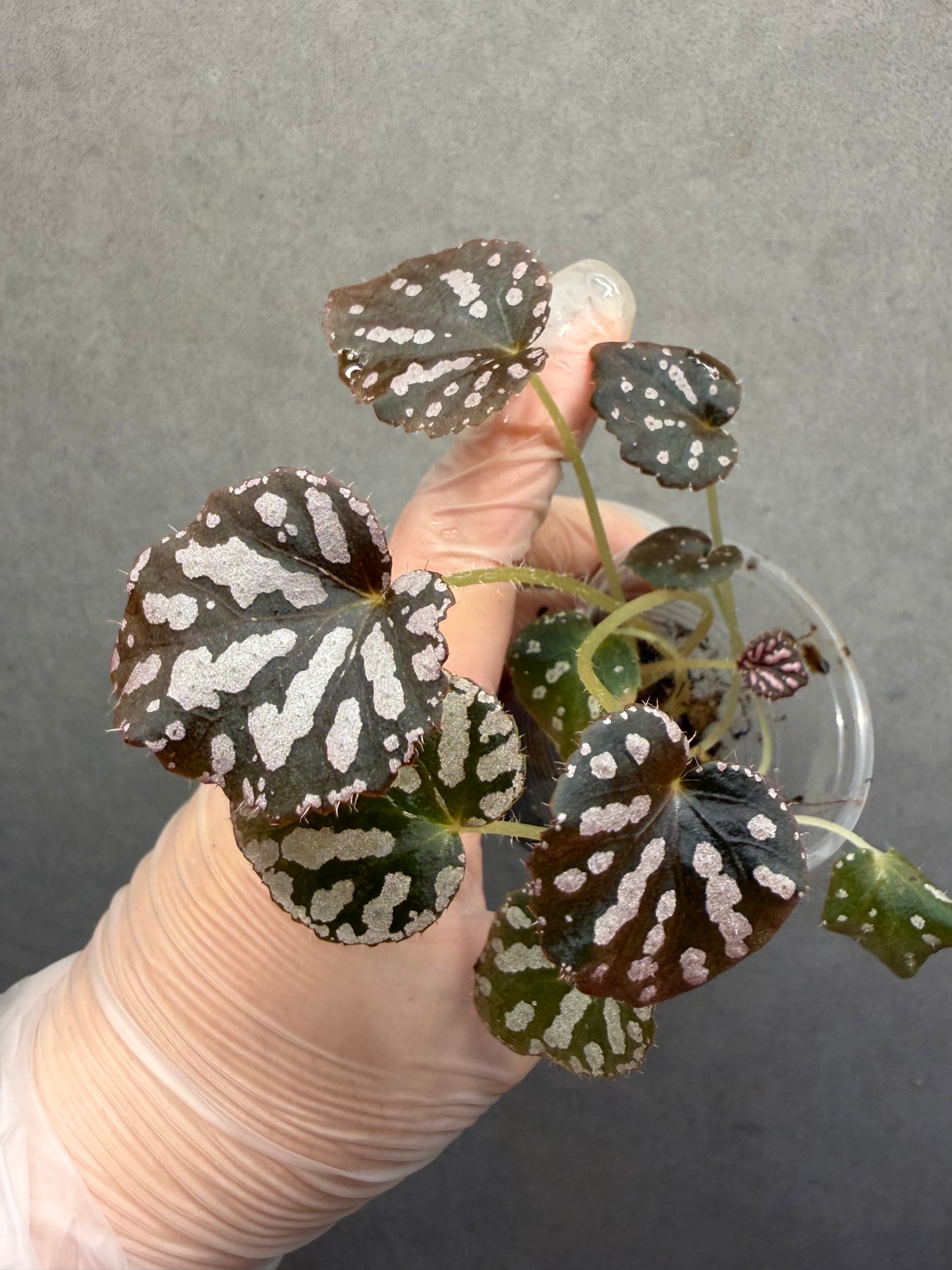 🌿Begonia silver dollar