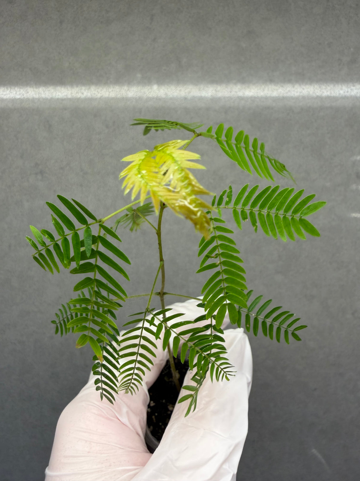 🌿 Cojoba arborea