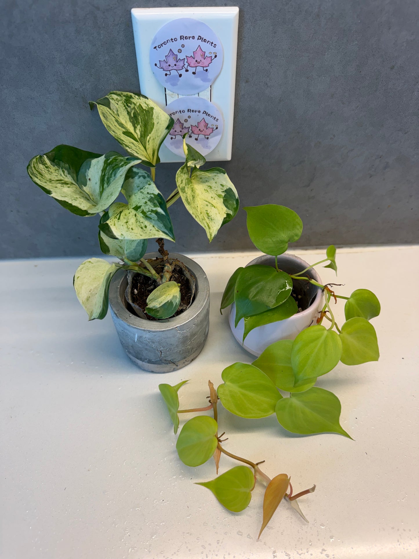 Philodendron 'Lemon Lime'➕Happy Leaf