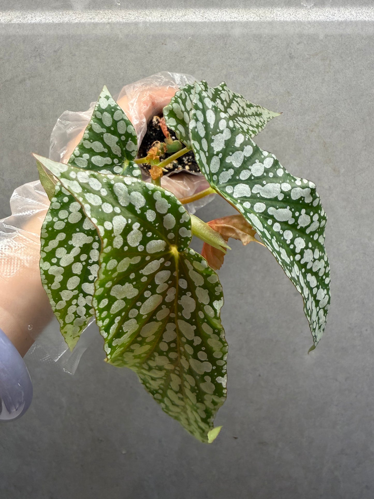 🌿 Begonia 'White Ice'