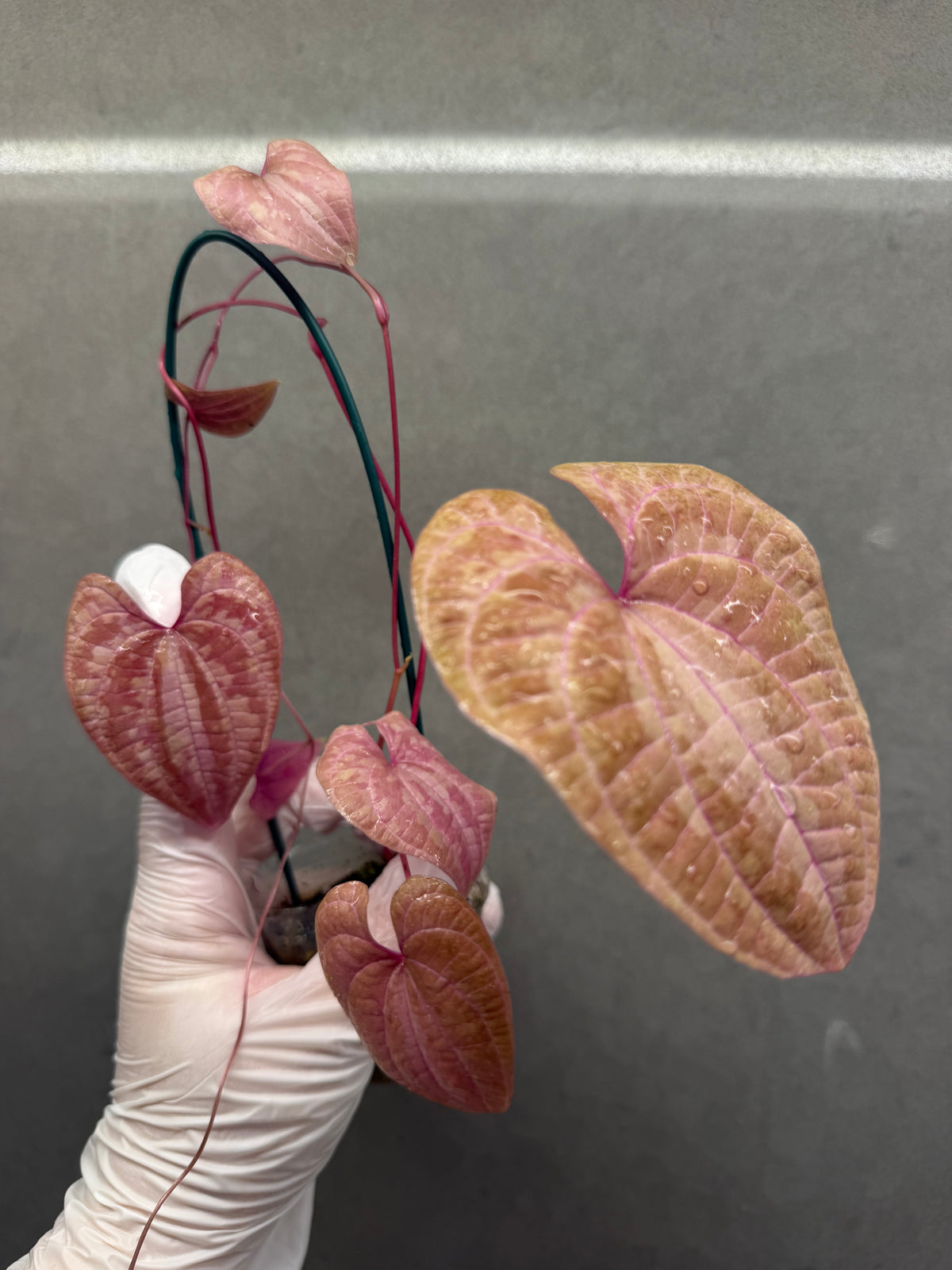 🌿 Dioscorea discolor