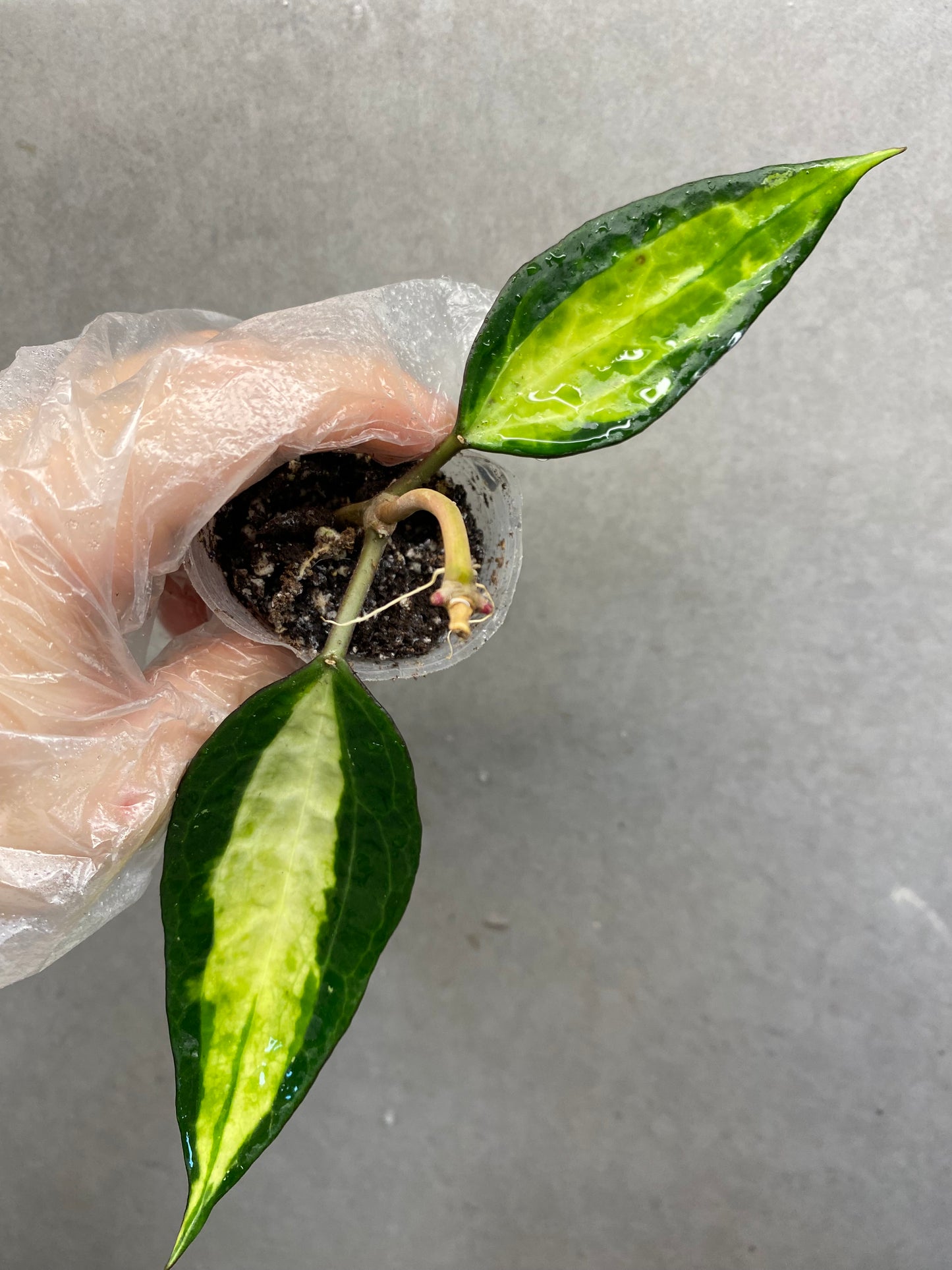 ๐ฟ Hoya macrophylla Inner Var