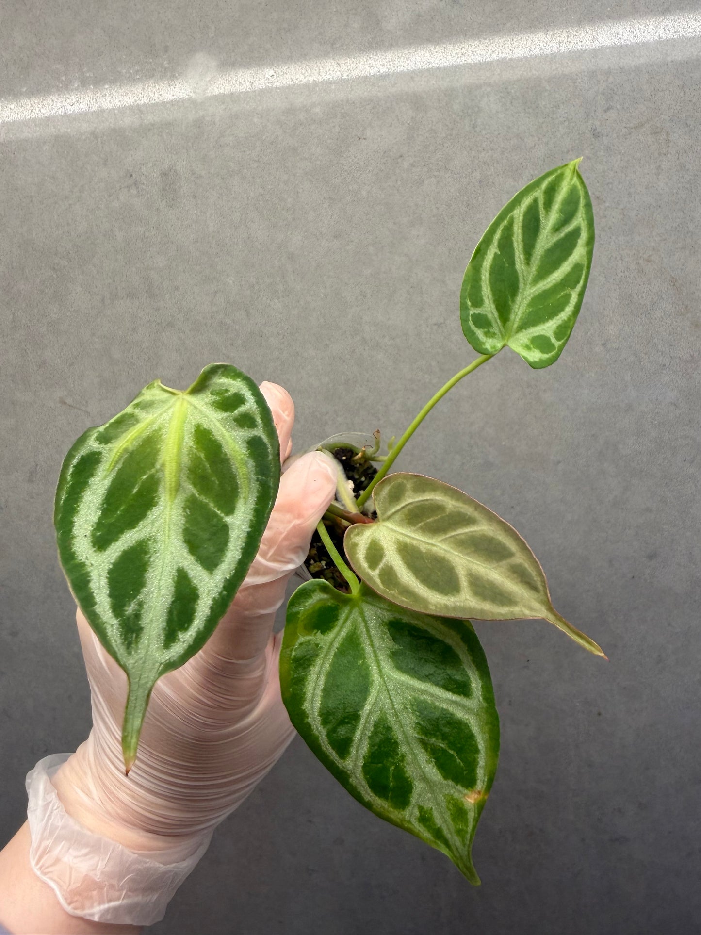 đżAnthurium âCrystal hopeâ