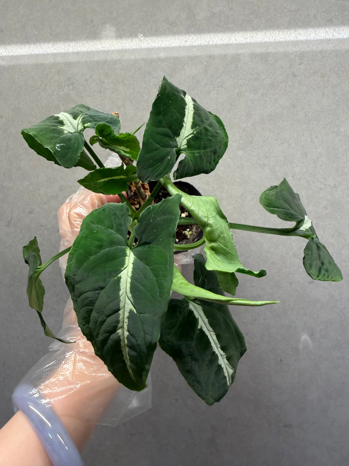 🌿Syngonium wendlandii(two buds)