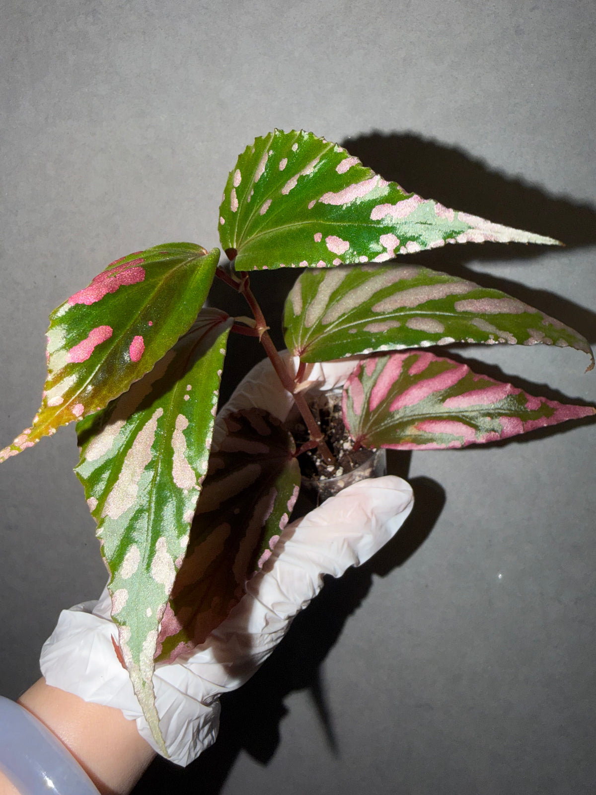🌿Begonia sp. Julau